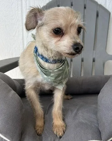 An adult small-sized male Yorkshire Terrier dog named Romeo for adoption in Corona, CA