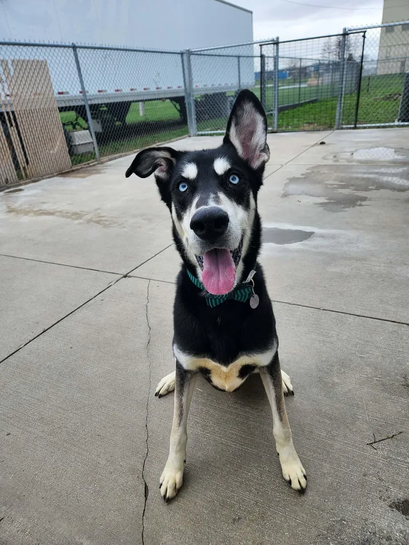 A young large-sized male Black Husky dog named Felix for adoption in La Salle, IL