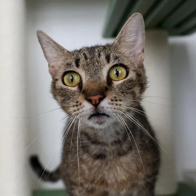 An adult large-sized female Brown / Chocolate Domestic Short Hair cat named Apollonia for adoption in Bradenton, FL