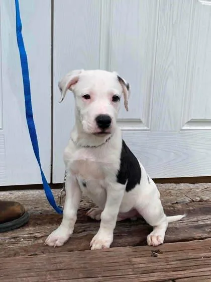 A baby large-sized male American Staffordshire Terrier dog named Spout for adoption in McCook, NE