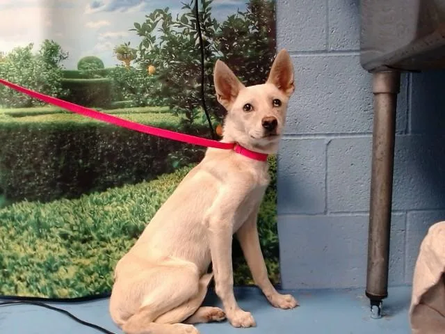 A young small-sized male American Eskimo Dog dog named A for adoption in Moreno Valley, CA