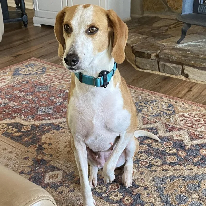 An adult medium-sized female Yellow / Tan / Blond / Fawn Hound dog named Raina for adoption in Mooresville, NC