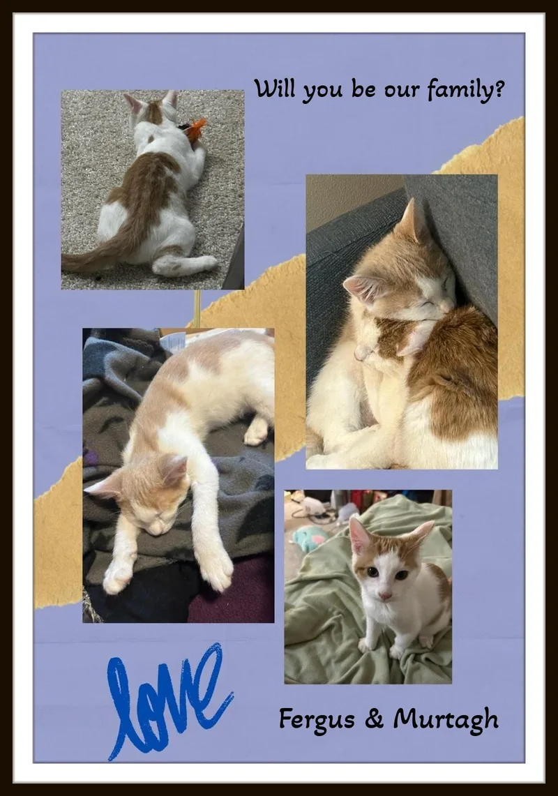 Murtagh & Fergus  thumbnail 3