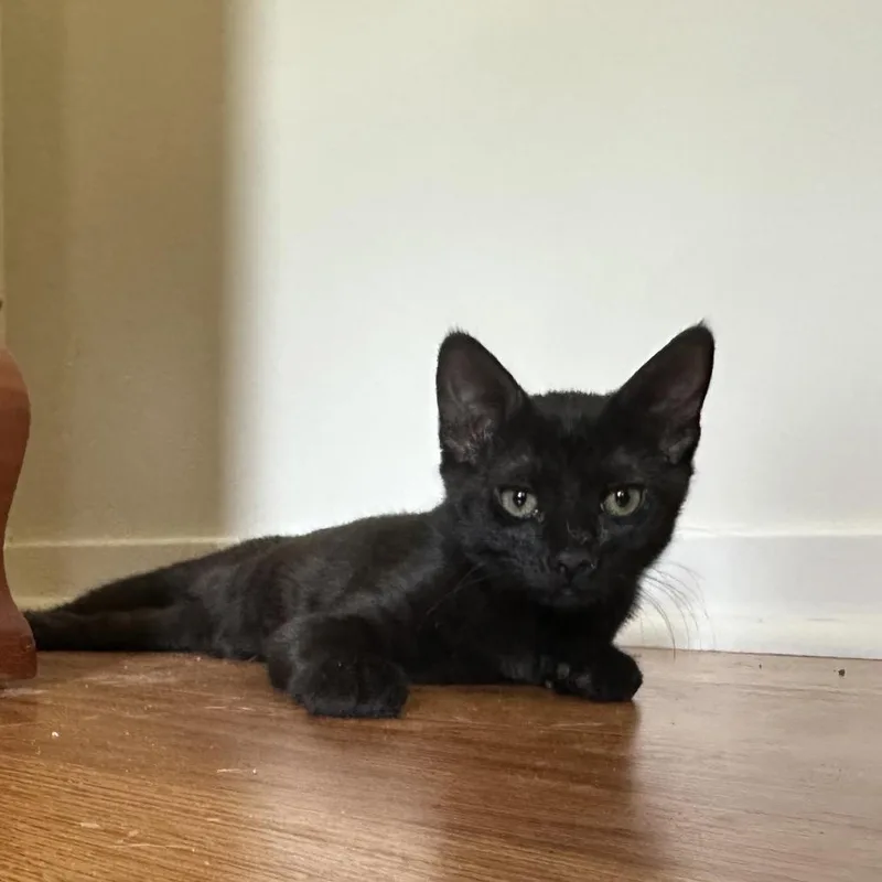 A baby small-sized male Black Domestic Short Hair cat named Rootbeer for adoption in Pasadena , MD