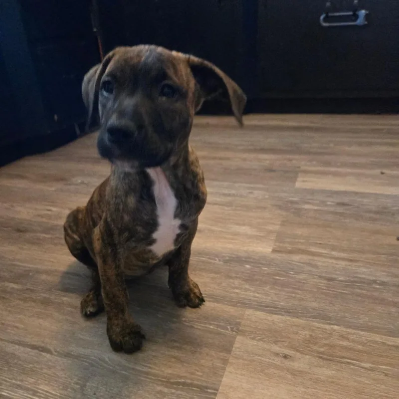 Piper