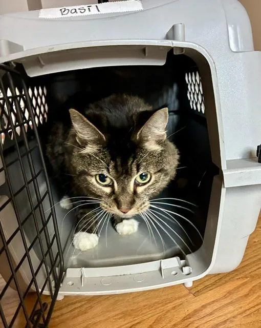 A young medium-sized female Domestic Medium Hair cat named Rowena for adoption in Ferndale, MI