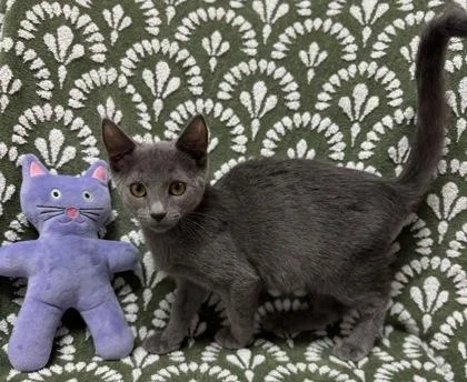 A baby small-sized male Domestic Short Hair cat named Apollo $ @ Petsmart for adoption in Seneca, SC