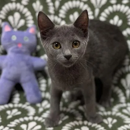Apollo $ @ Petsmart thumbnail 2