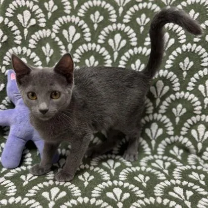 Apollo $ @ Petsmart thumbnail 3