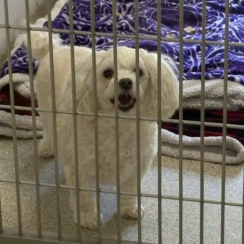 An adult small-sized female White / Cream Havanese dog named Angel for adoption in Gloucester, VA