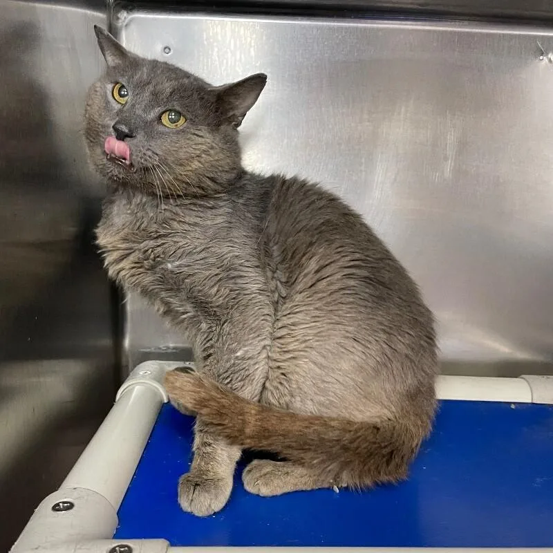 An adult medium-sized male Domestic Short Hair cat named Hagrid for adoption in Roanoke, VA