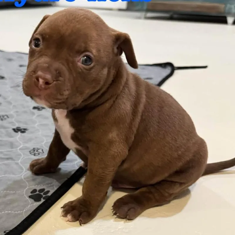 A baby medium-sized male Brown / Chocolate American Staffordshire Terrier dog named HydroLicks for adoption in Olathe, KS