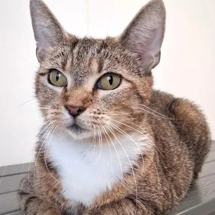 A senior medium-sized female Tabby (Tiger Striped) Domestic Short Hair cat named Ava for adoption in Belmont, NY