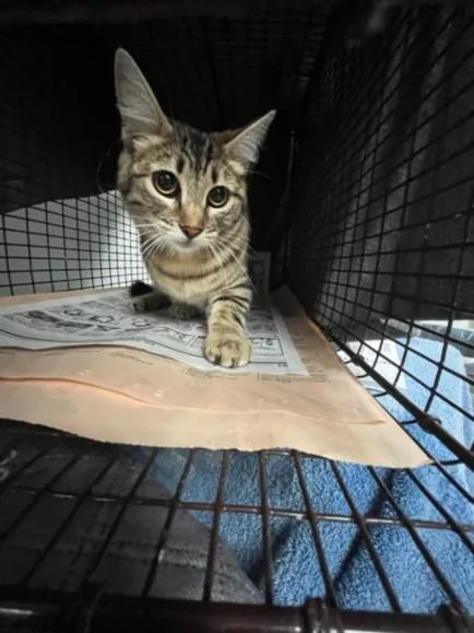 A young medium-sized female Domestic Short Hair cat named Rita for adoption in Van Nuys, CA