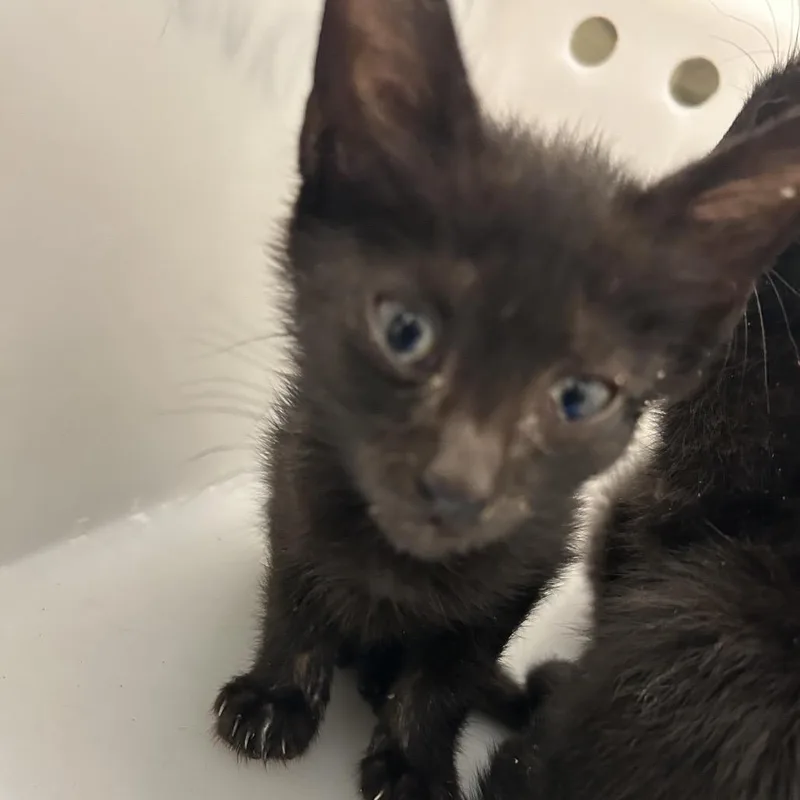 A baby small-sized male Black Domestic Short Hair cat named Pip for adoption in Columbus, GA