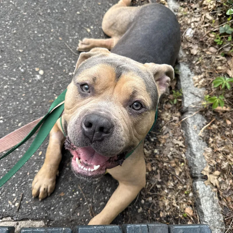 A young large-sized male Tricolor (Brown, Black, & White) Mixed Breed dog named Bruno for adoption in Vassalboro, ME