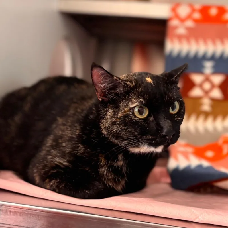 An adult large-sized female Tortoiseshell Domestic Short Hair cat named Dot for adoption in Nashville, IN
