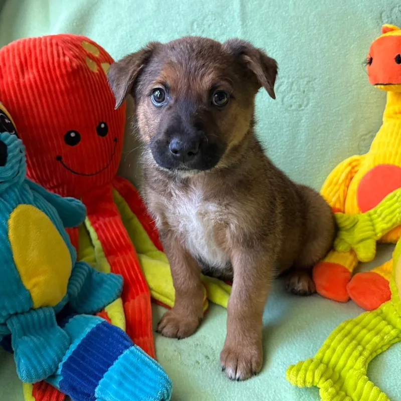 A baby medium-sized male Brown / Chocolate Shepherd dog named Avalanche for adoption in Normal, IL