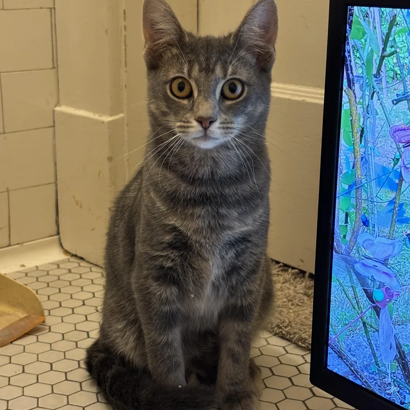 A baby medium-sized male Tabby (Gray / Blue / Silver) Domestic Short Hair cat named Sauerkraut Saul for adoption in Pittsburgh, PA
