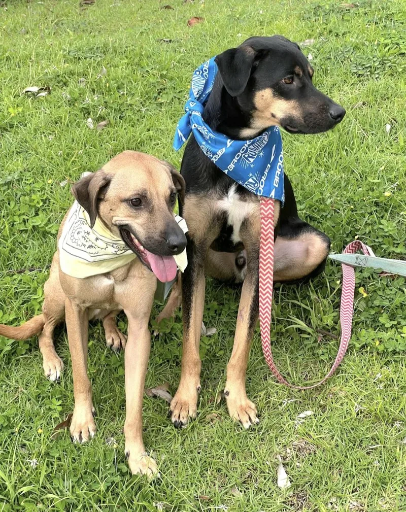 Mario Bonded With Brother thumbnail 2