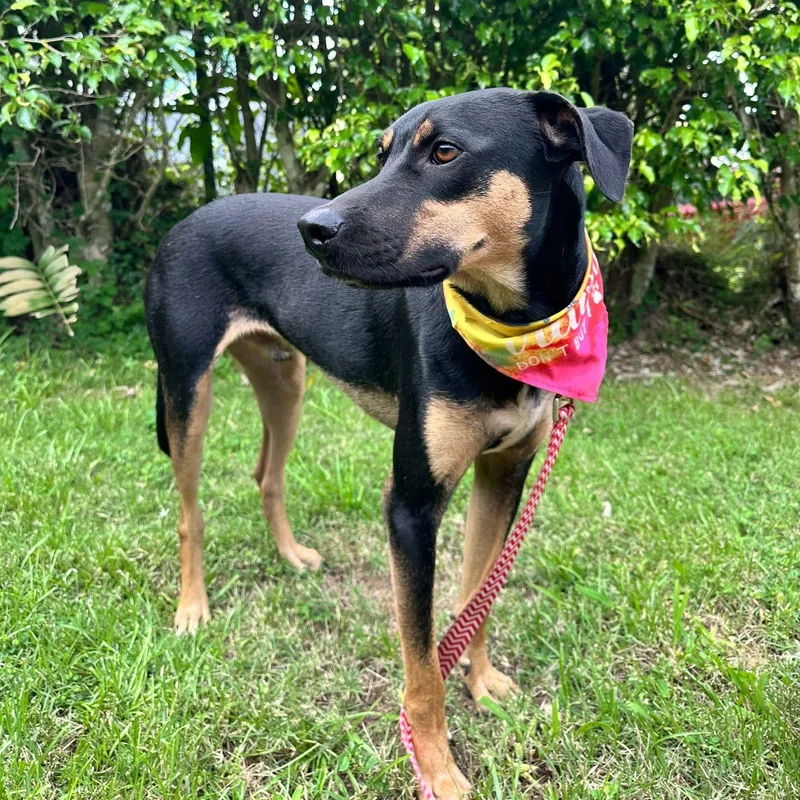 Mario Bonded With Brother thumbnail 3