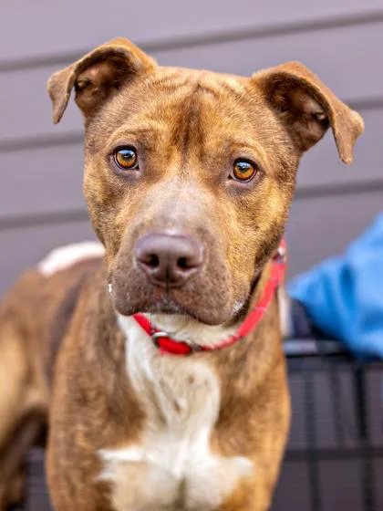 An adult medium-sized male Mixed Breed dog named Cheerio for adoption in Chamblee, GA