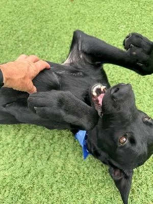 A young medium-sized male Labrador Retriever dog named Theo for adoption in Long Beach, NY