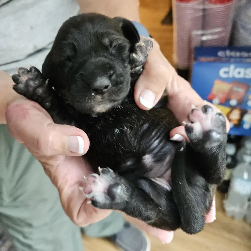 Rebecca Pup Beatrice