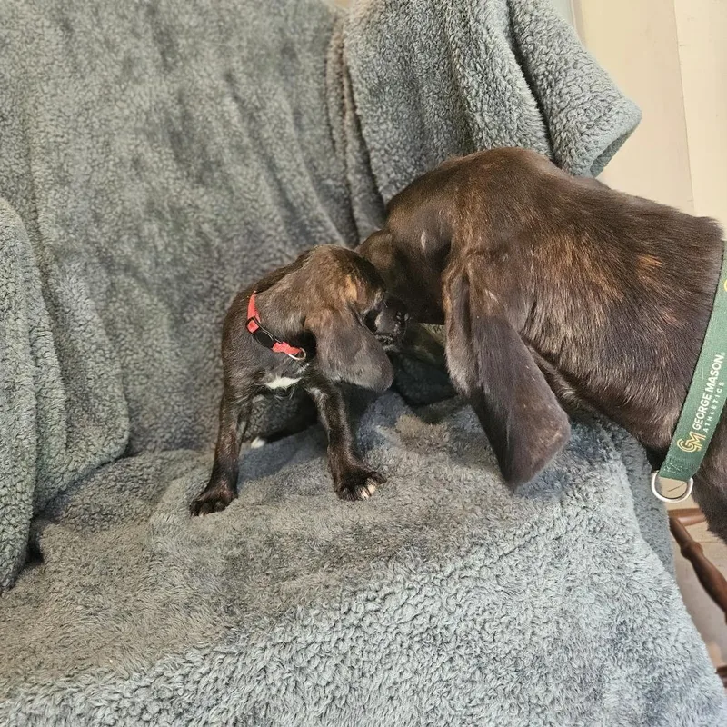 Rebecca Pup  Beatrice thumbnail 3