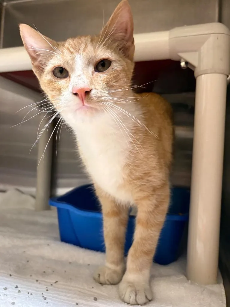 A baby medium-sized male Domestic Short Hair cat named Mr. Chen for adoption in Fall River, MA