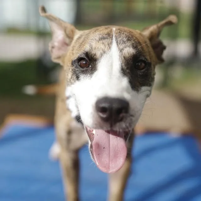 A young small-sized male Shepherd dog named Fish for adoption in San Antonio, TX