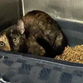 An adult medium-sized female Tortoiseshell Domestic Short Hair cat named Toface for adoption in Port Charlotte, FL