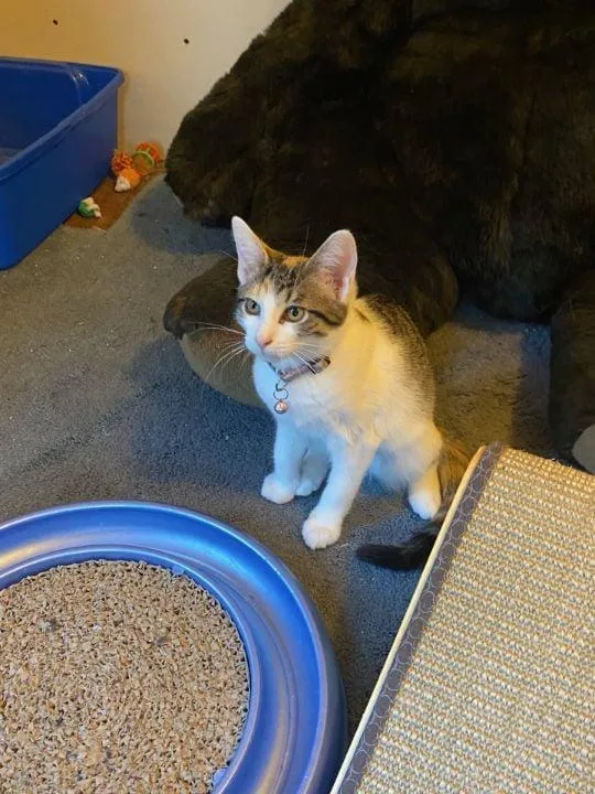 Ms Minime thumbnail 2