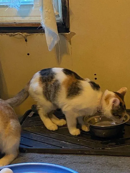 Ms Minime thumbnail 3