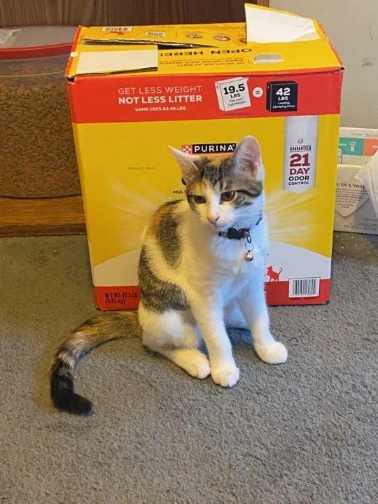 Ms Minime thumbnail 4