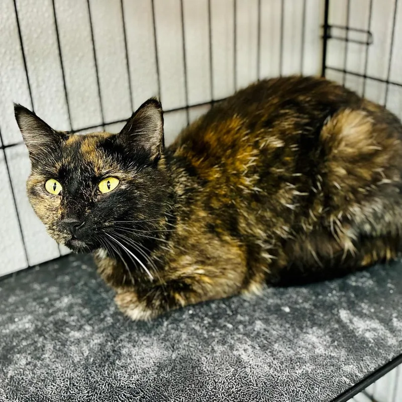 An adult small-sized female Tortoiseshell Domestic Short Hair cat named Ruby for adoption in Lebanon, MO