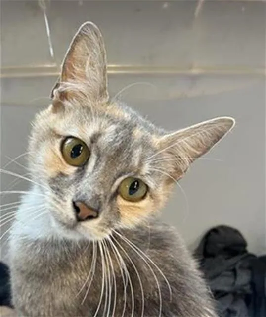 A young small-sized female Domestic Short Hair cat named Friday for adoption in San Antonio, TX