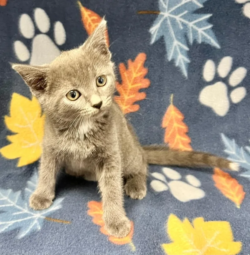 A baby medium-sized male Gray / Blue / Silver Domestic Short Hair cat named Louie for adoption in Edinburg, VA