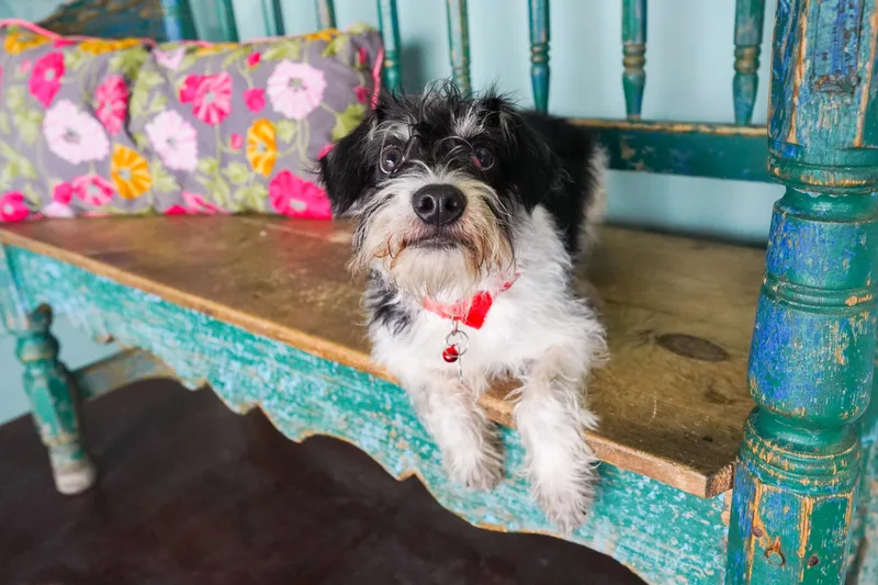 A young small-sized male White / Cream Miniature Pinscher dog named Benny for adoption in San Antonio, TX