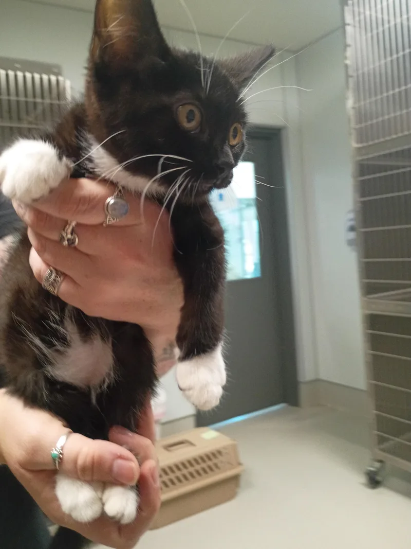 A baby small-sized female Domestic Short Hair cat named Virgo for adoption in Chico, CA