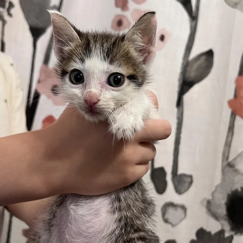 A baby small-sized male Brown / Chocolate Domestic Short Hair cat named Air Fryer for adoption in Chesapeake, VA