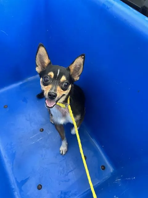 An adult small-sized male Mixed Breed dog named Rocket for adoption in Dallas, TX