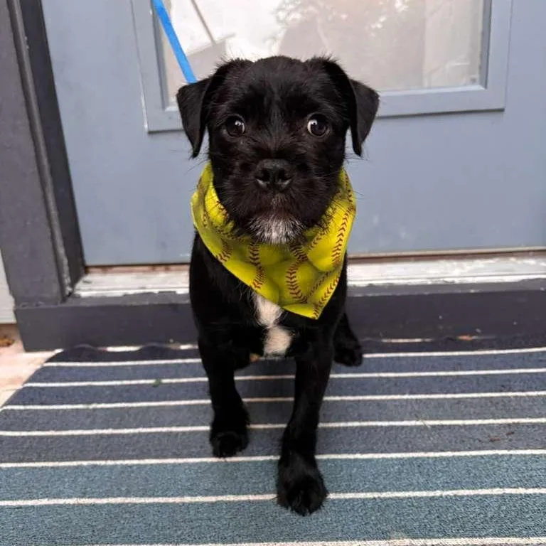 A baby medium-sized male Black Terrier dog named Dr. Robby for adoption in Martinez, CA