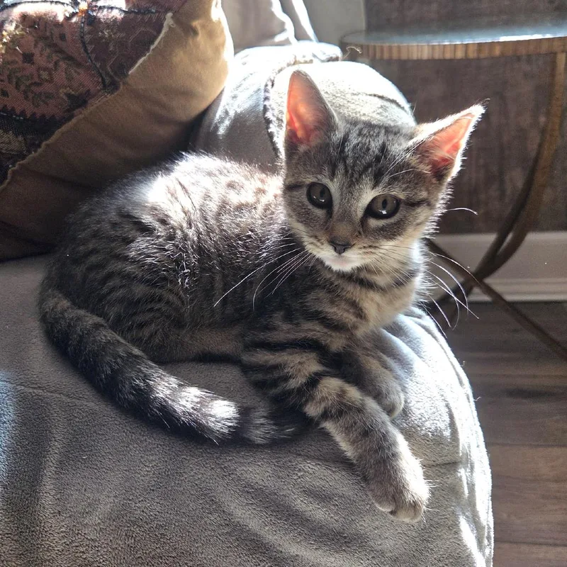 A baby small-sized female Gray / Blue / Silver Domestic Short Hair cat named Speculoo Ramishvili for adoption in Merrifield, VA