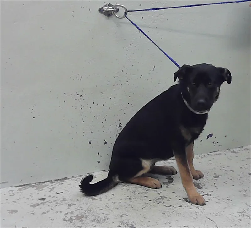A young medium-sized female German Shepherd Dog dog named Violet for adoption in Houston, TX