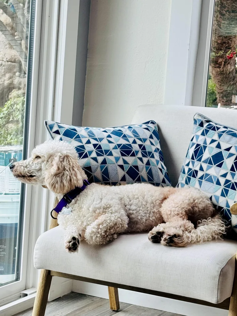 An adult small-sized female White / Cream Poodle dog named Honey for adoption in Sunset Beach , CA