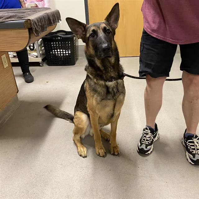 A young medium-sized male German Shepherd Dog dog named Diesel for adoption in Modesto, CA
