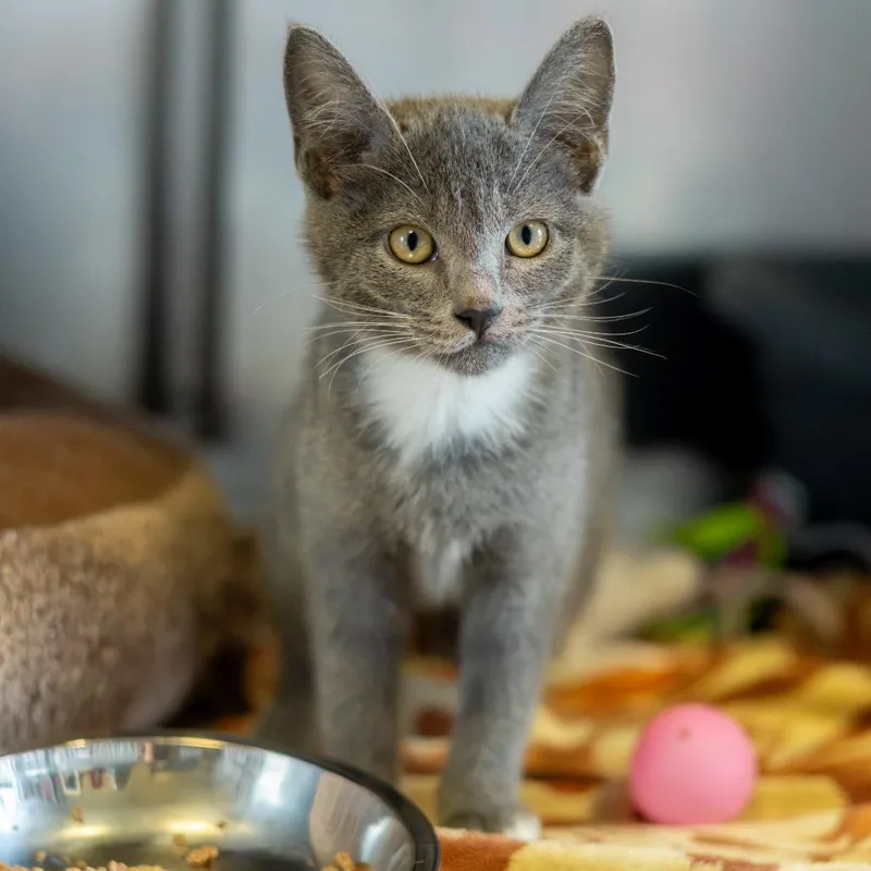A baby small-sized female Gray / Blue / Silver Domestic Short Hair cat named Salmon for adoption in Newark, DE