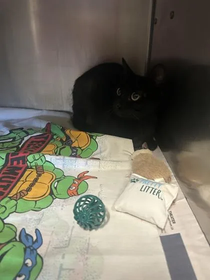 An adult small-sized female Domestic Short Hair cat named Ruby for adoption in Largo, FL
