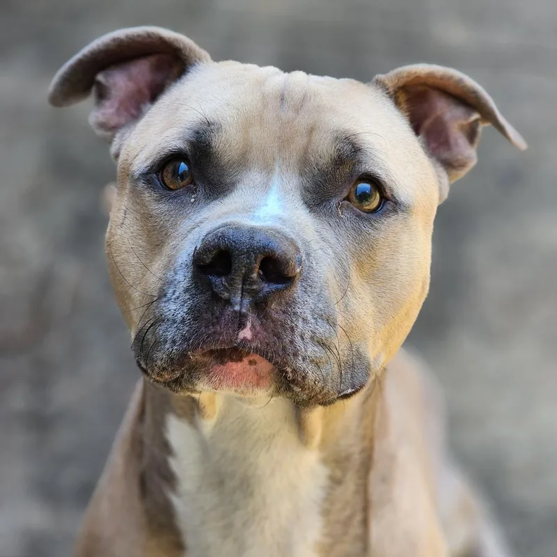An adult large-sized male Pit Bull Terrier dog named Romeo for adoption in Montgomery, AL